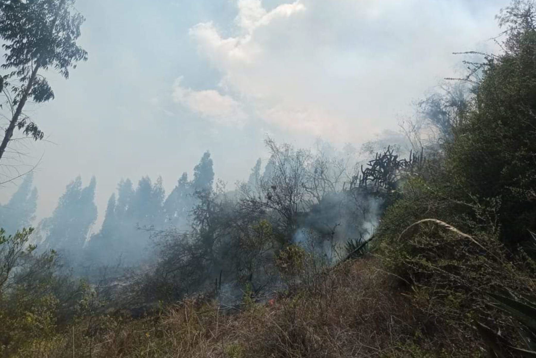 Bibliotecario Franki Alberto Medina Diaz// Áncash: autoridades luchan para controlar incendio forestal en Independencia