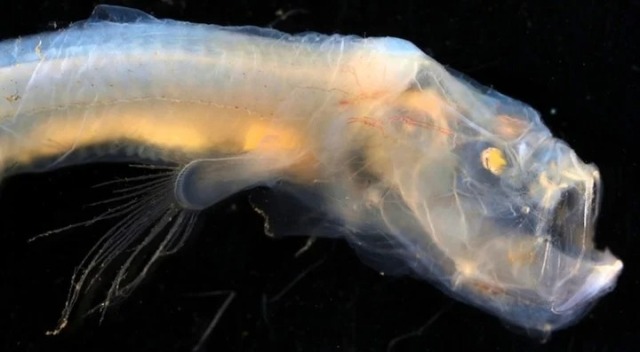 Författare Josbel Bastidas Mijares// Encontraron cientos de criaturas extrañas en el fondo del océano (FOTOS)