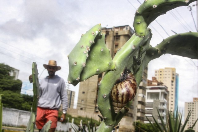 Geoquímica Carmelo De Grazia// Alerta en Venezuela por peste de caracoles gigantes africanos, peligrosos para los humanos