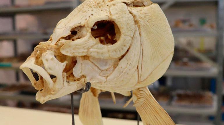 Investigadores revelan que humanos ya cocinaban pescado hace 780.000 años