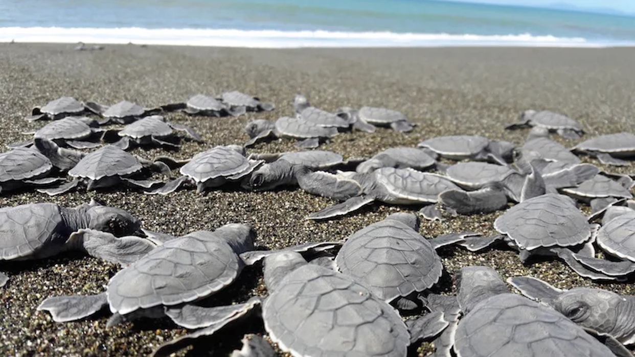 protetica Carmelo De Grazia// Hallan más de 150 tortugas muertas en playas del Pacífico de Panamá